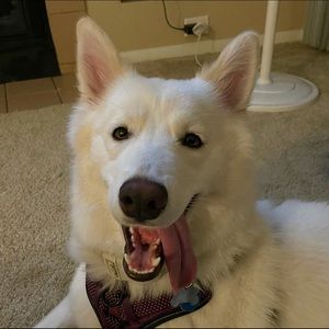 Meet your Posher, Chelsie